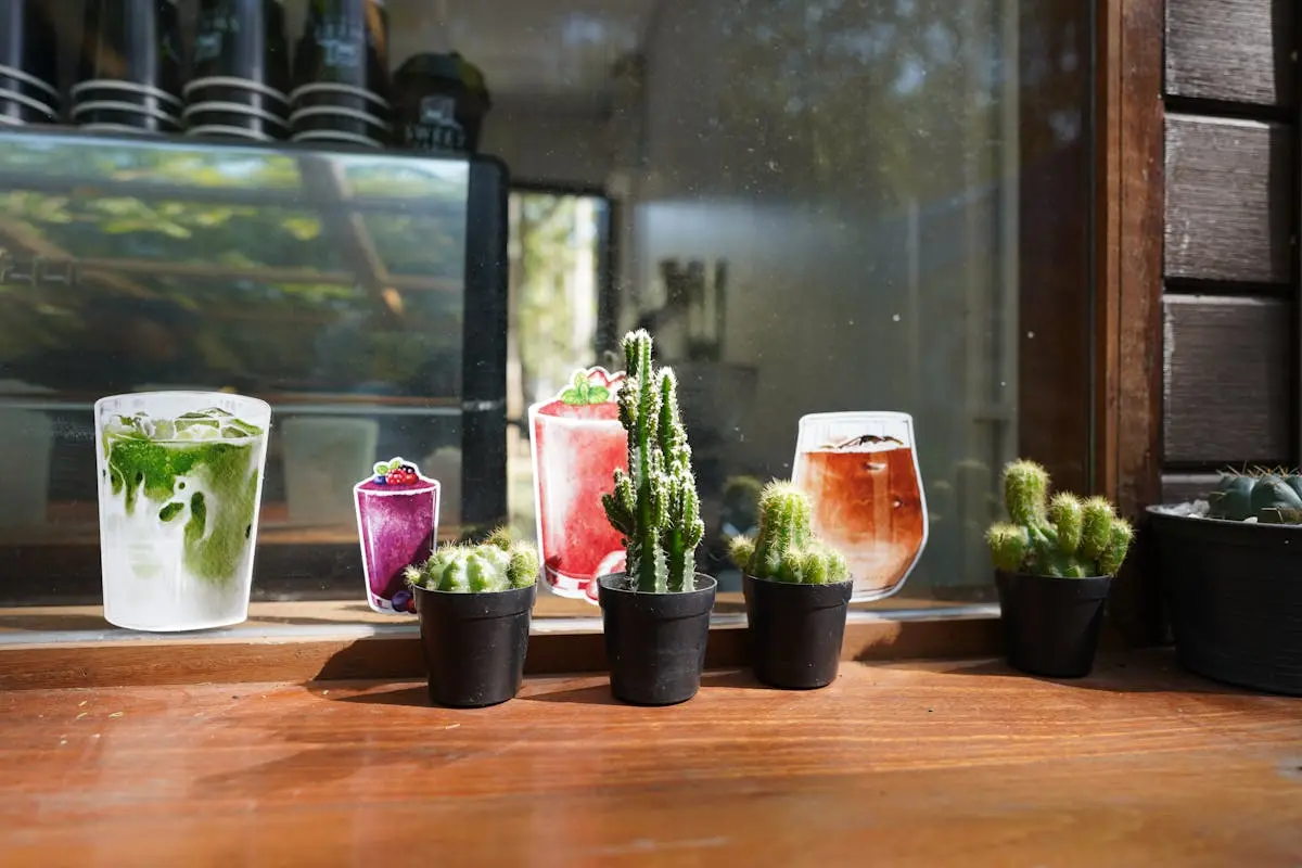 A collection of small cacti in pots on a sunlit windowsill in a cafe in Thailand.
