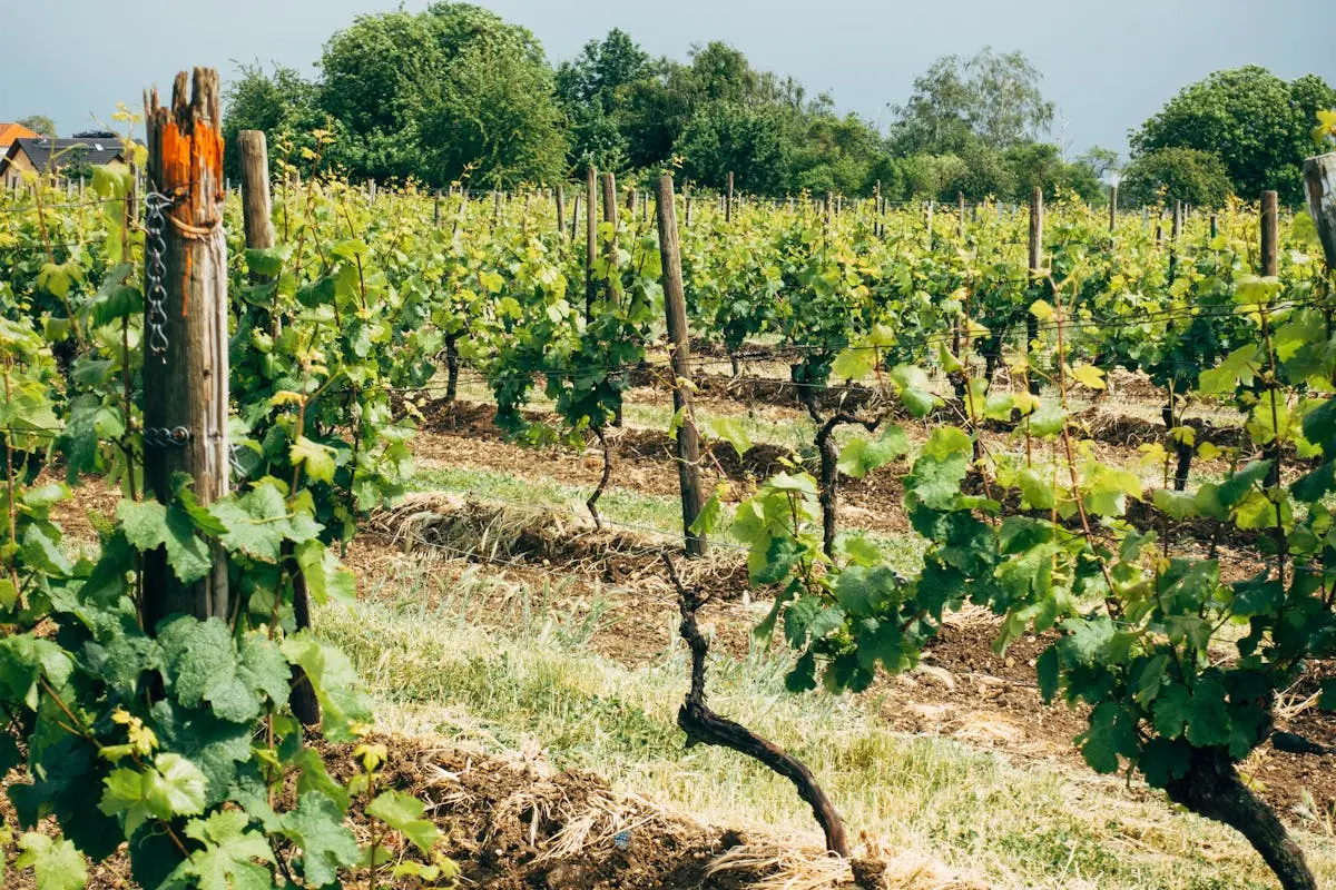 Vibrant green vineyard in summer, showcasing grapevines near Flörsheim am Main, Germany.