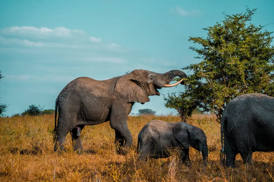 Group of African elephants, including a calf, foraging in the lush Tanzanian savannah under a bright blue sky.