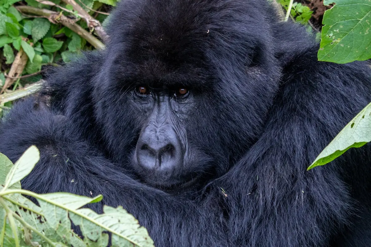 Intimate portrait of a mountain gorilla resting among lush greenery.