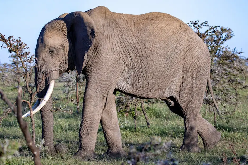 Close-up of an African elephant walking in Kenya’s lush savannah, showcasing its natural habitat.