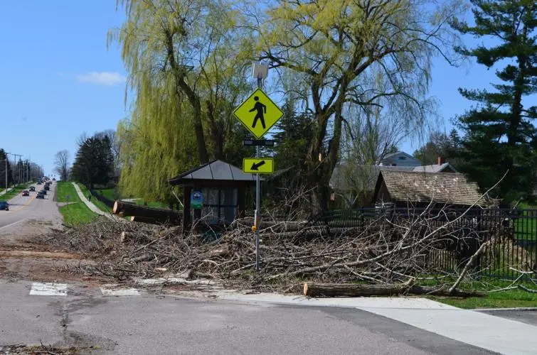 unwanted tree clearance