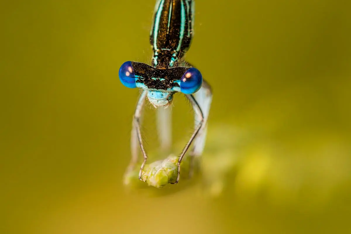 Close-up of a blue-eyed dragonfly perched on a plant, showcasing intricate details.