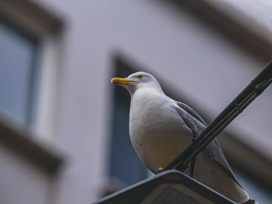 Free stock photo of air, animal, beak