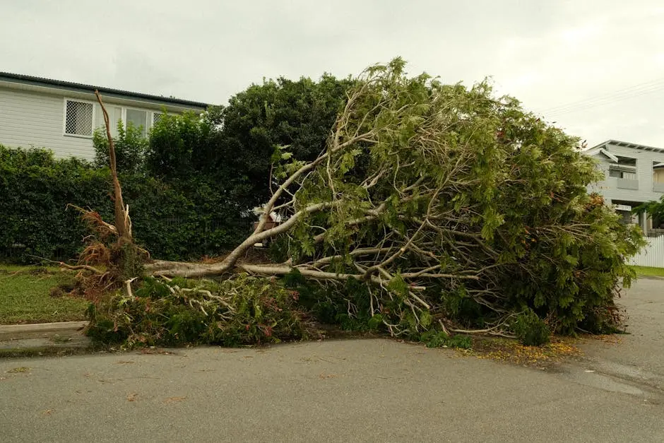 A large tree lies uprooted on a street after a severe storm, highlighting nature’s power.