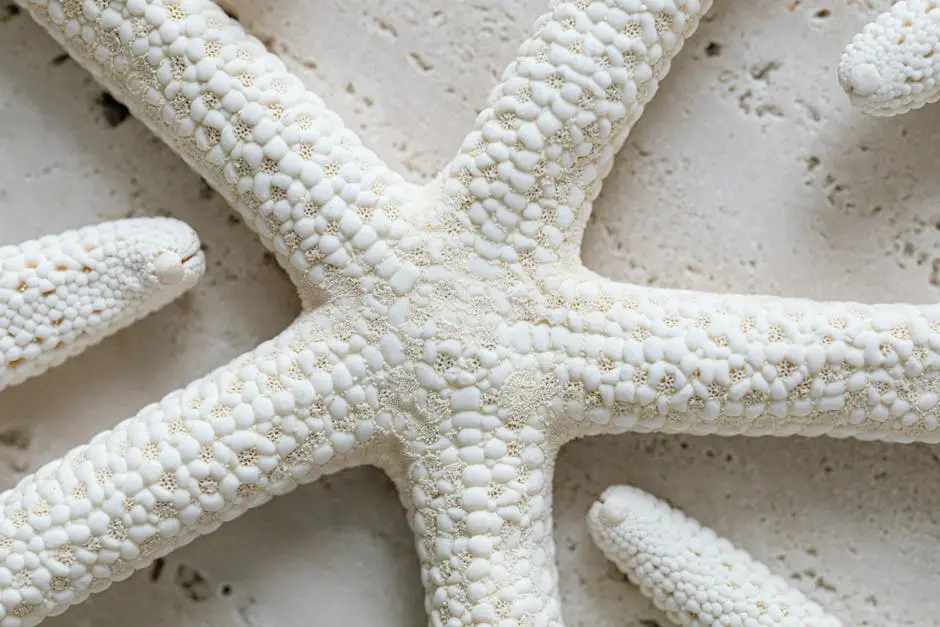 Detailed macro image of a white starfish resting on a textured surface, perfect for beach-themed designs.