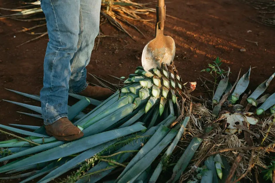 A farmer harvesting blue agave plants in a Mexican field, showcasing traditional tequila production methods.