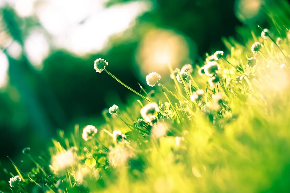 Close Up Photo of Dandelion