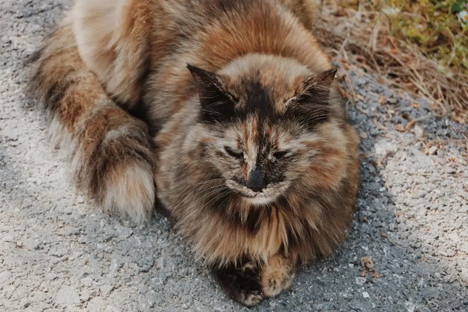 Charming portrait of a fluffy calico cat lying on a gravel path, exuding calm and warmth.