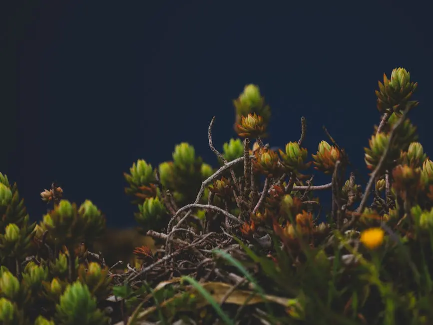 Macro shot of succulent plants with buds against a dark background, showcasing natural beauty.