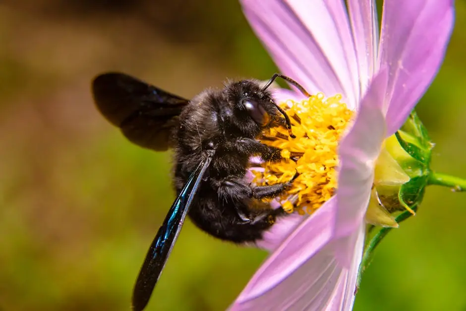 Close-up of a carpenter bee gathering pollen from a pink flower in bright daylight.