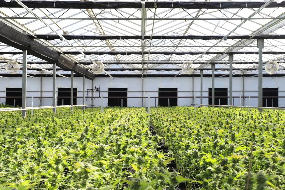 A vibrant indoor greenhouse with abundant cannabis plants thriving under natural light.