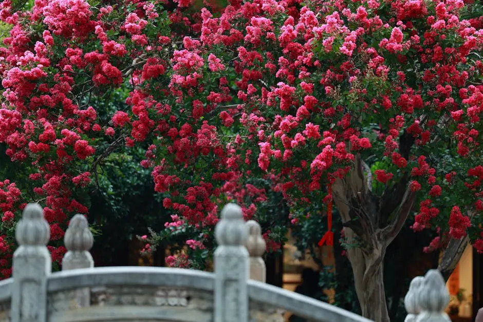 Bright pink Crepe Myrtle blossoms flourishing over a decorative stone bridge in a serene garden setting.