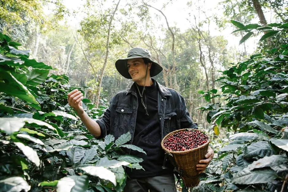 Farmer joyfully harvesting ripe coffee beans in a lush, sunlit forest setting.