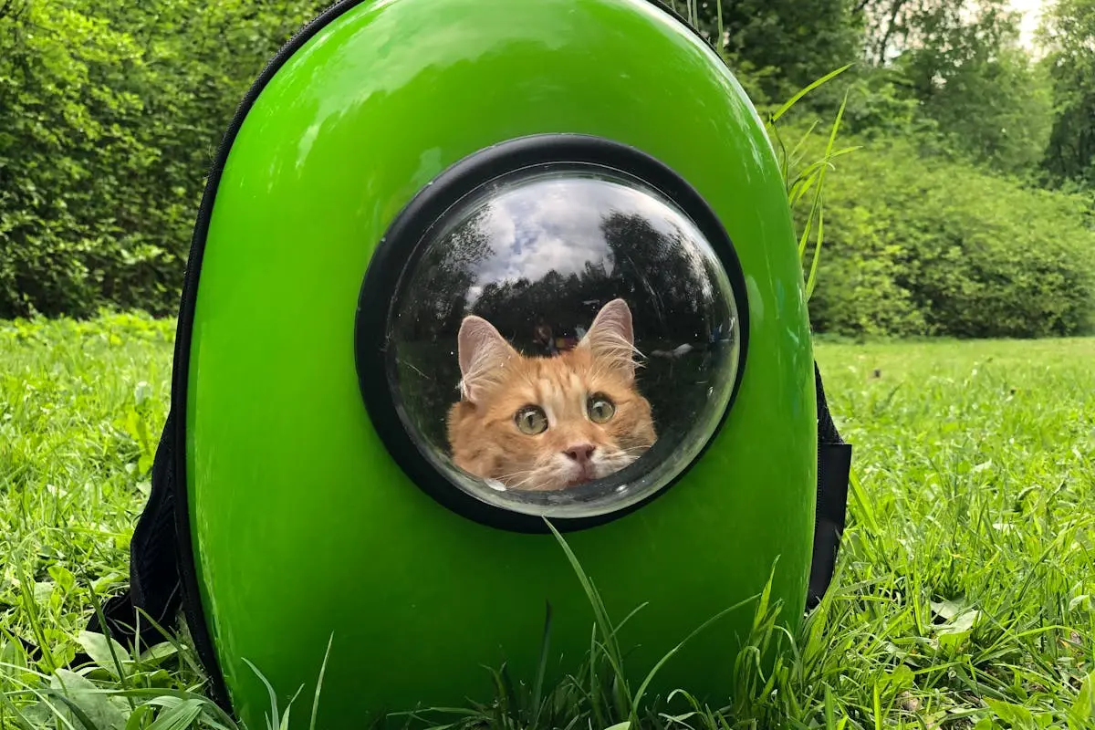 An orange tabby cat sits inside a green backpack, enjoying an outdoor adventure.