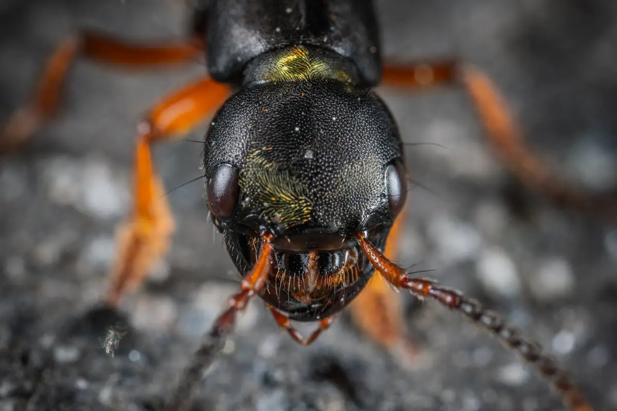 Custom pest solutions vs. one-size-fits-all treatments