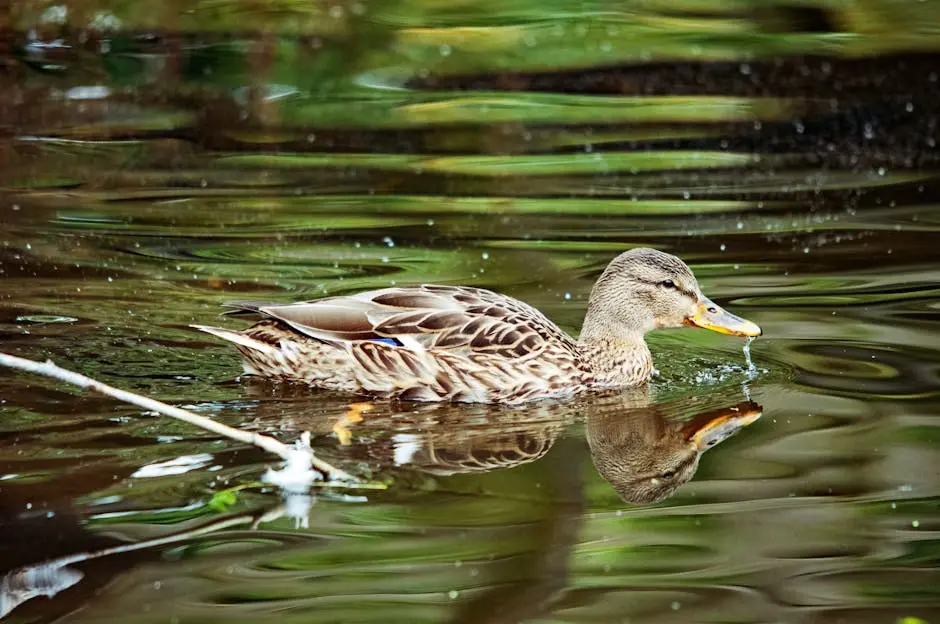 A beautiful mallard duck glides across a tranquil pond with reflections on the water.