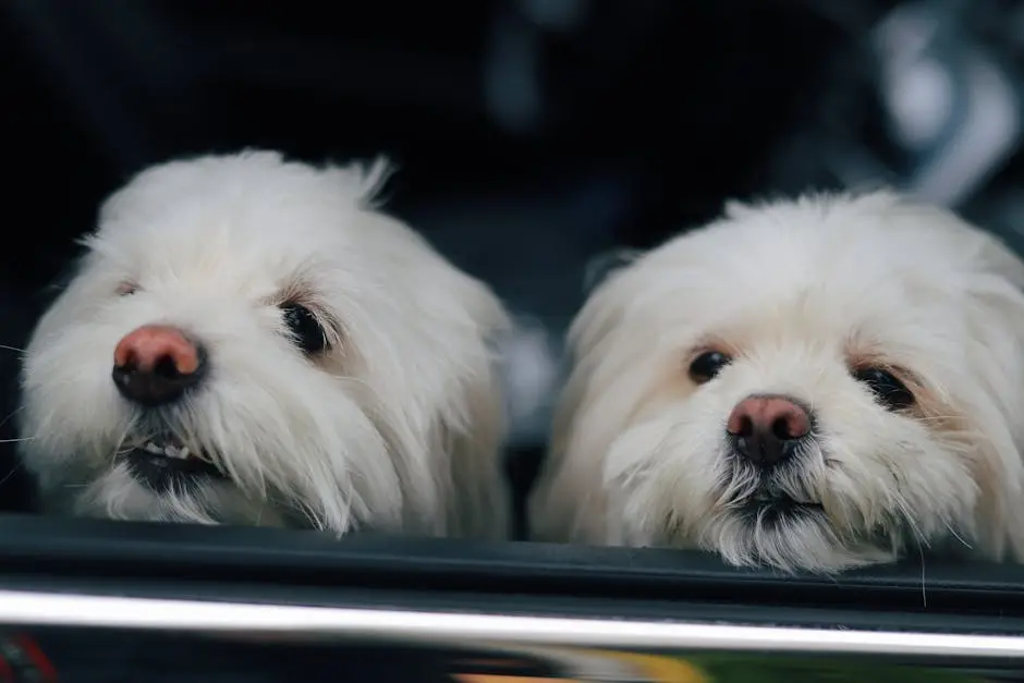 Close-up of two fluffy white dogs with curious expressions leaning out of a vehicle window.