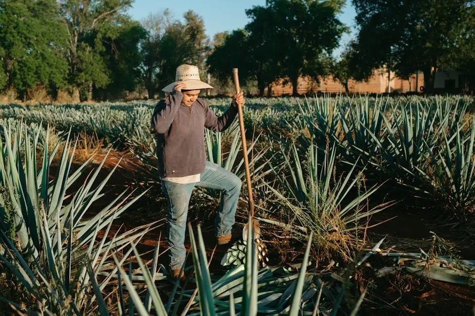 A Mexican farmer stands amidst agave plants while harvesting with a coa, essential for tequila production.