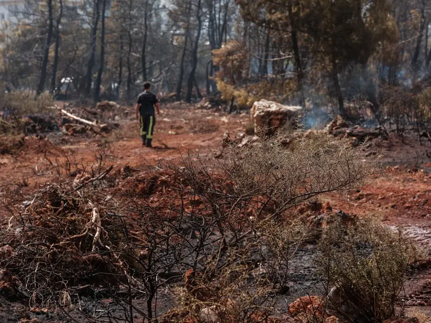 Charred forest landscape with a single person walking through the aftermath of a fire.