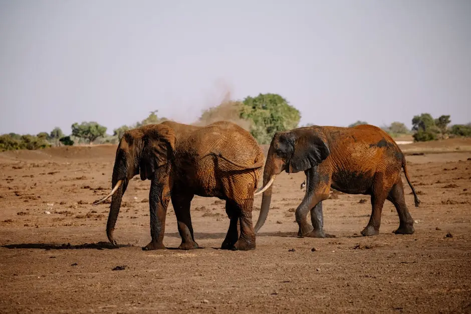 Two African elephants stroll across the dry savanna, showcasing wildlife in their natural habitat.