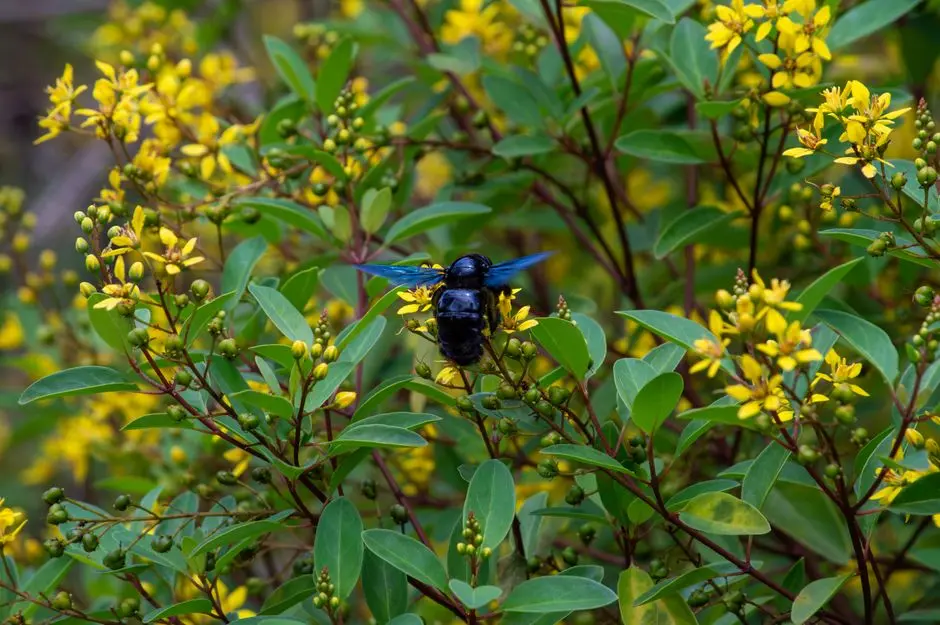 A striking black carpenter bee pollinating yellow flowers amidst green foliage in Minas Gerais, Brazil.