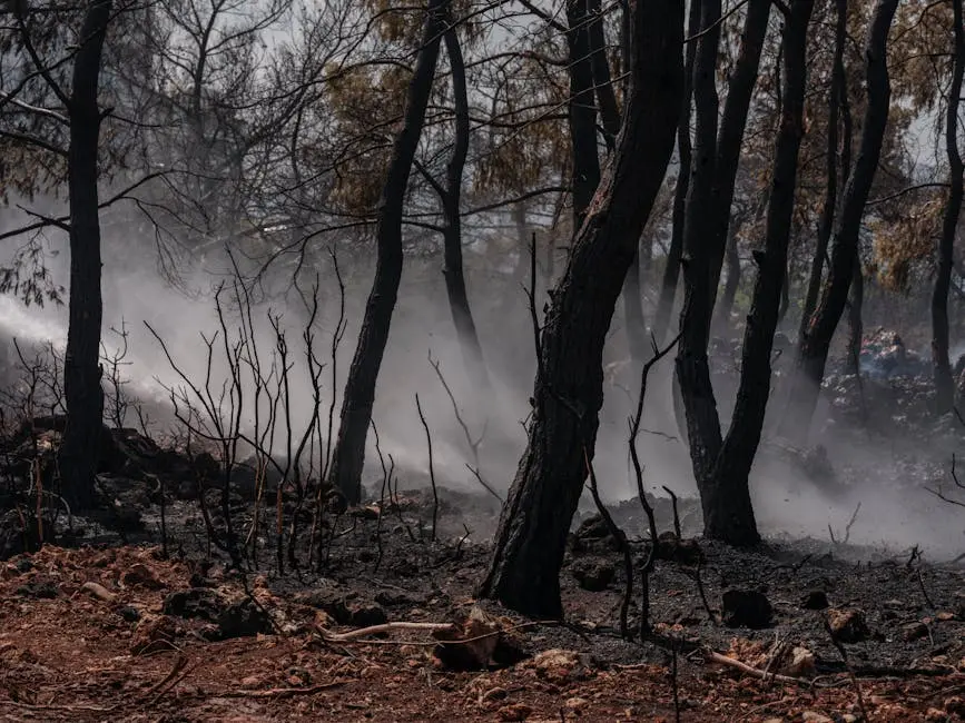 Burned forest with lingering smoke showcasing the aftermath of a devastating wildfire.