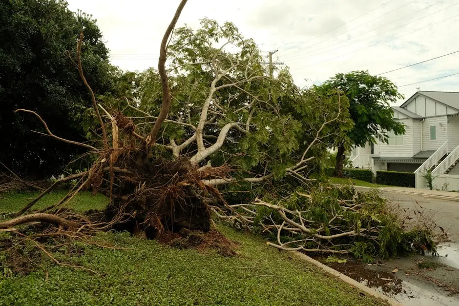 Uprooted tree lies on suburban street after a violent storm, showcasing nature&rsquo;s power.