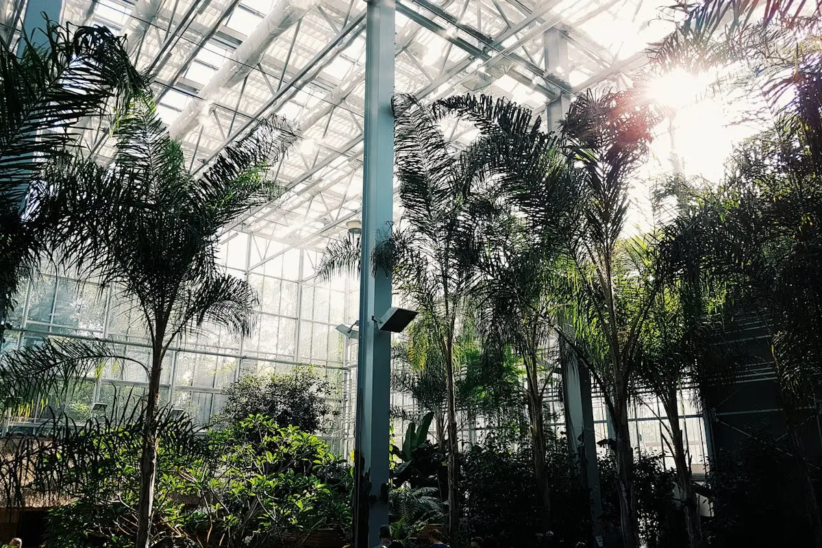 Sunlit tropical palm trees inside a vast Berlin greenhouse, creating a lush botanical escape.