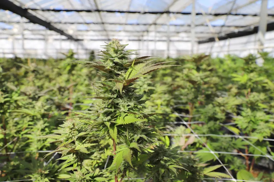 Close-up view of cannabis plants thriving in a sunlit greenhouse in Salinas, showcasing lush greenery.