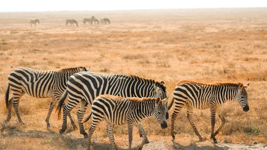 A group of zebras walking in the vast African savanna on a sunny day.