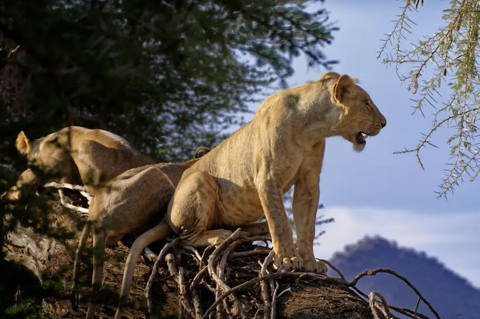 A group of African lions perched on a tree in Samburu, Kenya, showcasing their natural habitat.