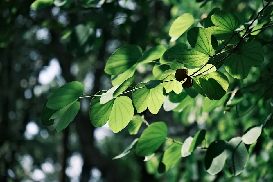 Close-up of sunlit green leaves with a blurred forest background.