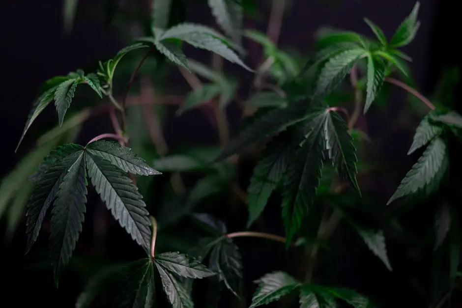 Close-up of vibrant cannabis leaves showcasing lush growth with selective focus.