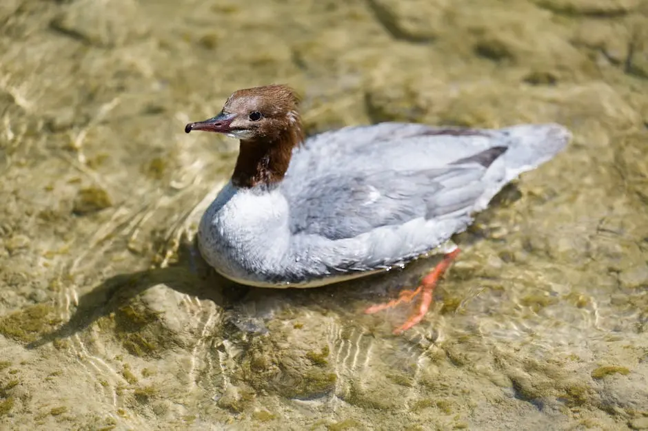 A Common Merganser gliding on clear waters in Morges, Switzerland, showcasing natural beauty and wildlife elegance.