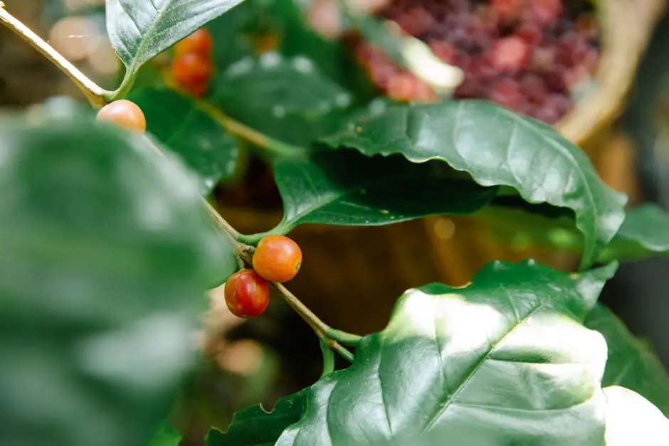 Vibrant close-up of coffee cherries on a lush green plant, showcasing nature’s bounty.