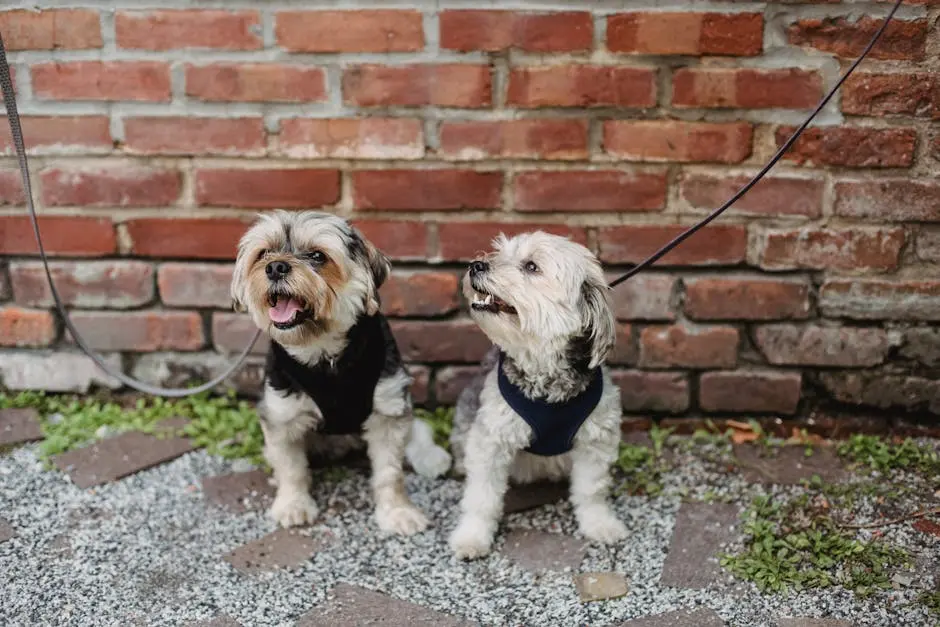 Two adorable Yorkshire Terriers sitting outdoors against a brick wall on a sunny day.