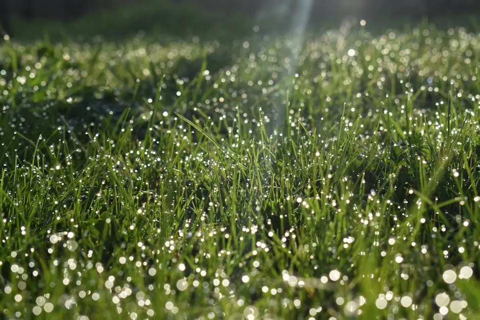 Close-up of fresh grass with dewdrops sparkling in early morning light.