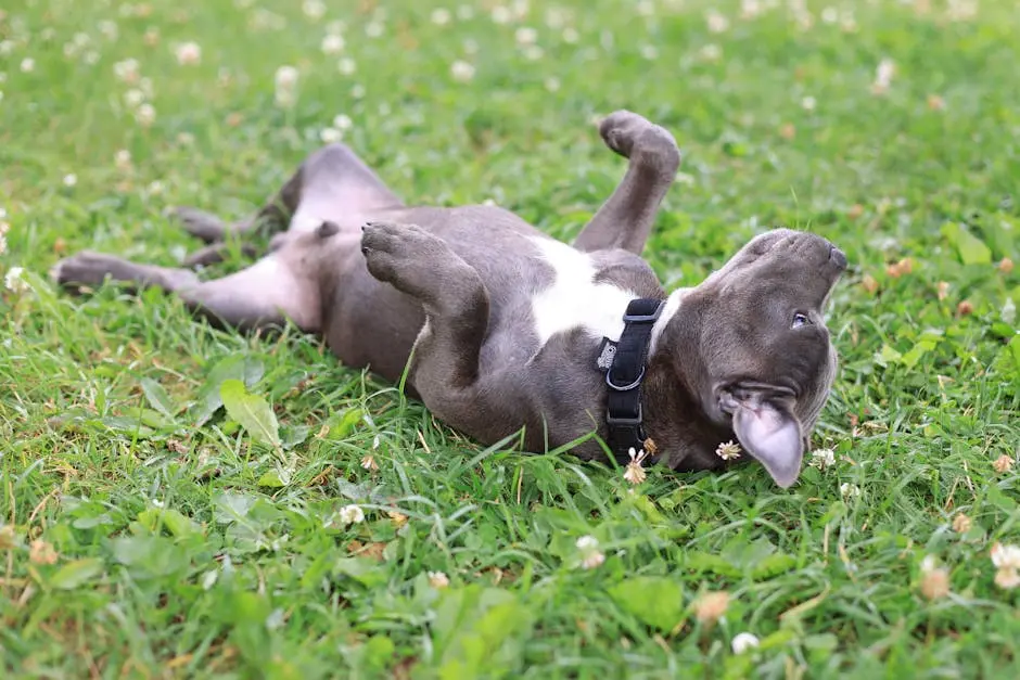 A joyful dog with a collar playfully lies on its back in grassy outdoors, enjoying a sunny day.