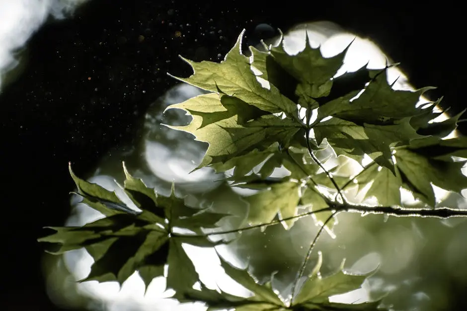 Close-up of backlit green maple leaves with glowing bokeh background.