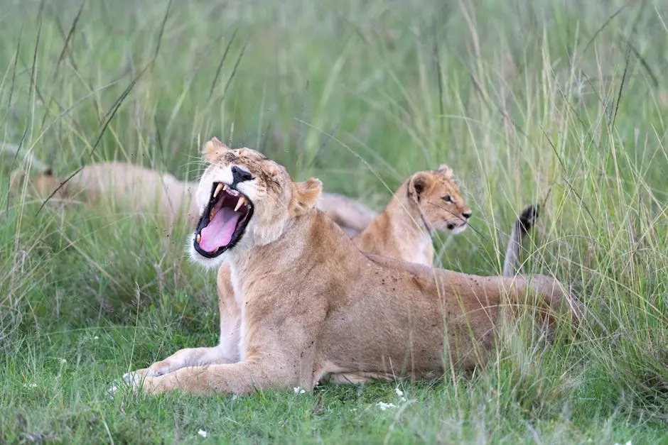 A lioness yawning in Kenya&rsquo;s grasslands, with cubs nearby, showcasing wildlife in natural habitat.