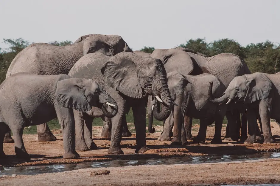 A herd of African elephants at a waterhole in Namibia’s wilderness.