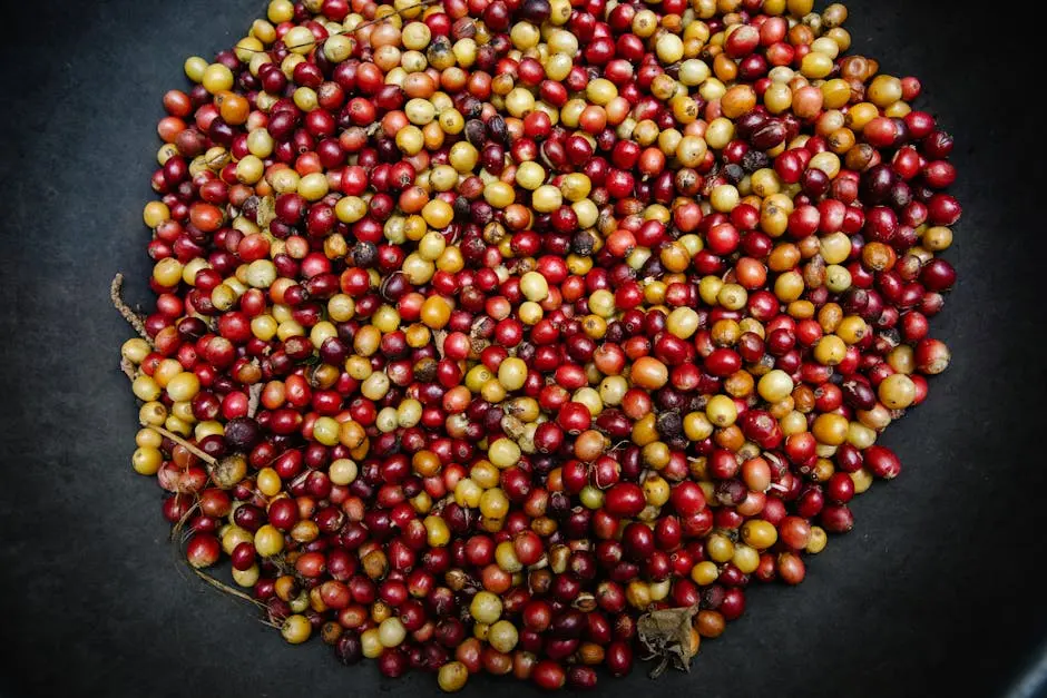 Colorful coffee cherries in assorted shades on a black background, perfect for food and agriculture themes.