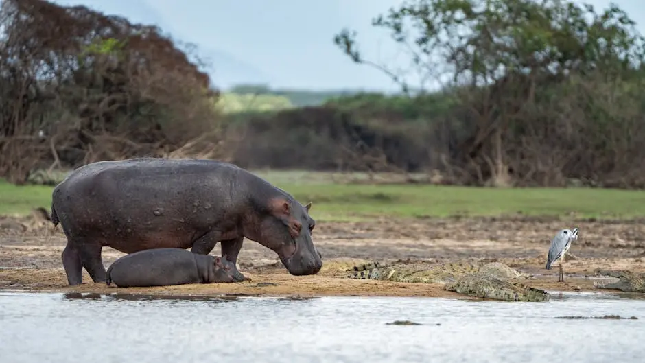 A serene scene with hippos, crocodiles, and a heron by a waterhole in Tanzania.