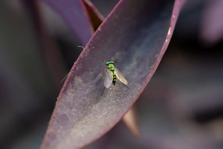 Close-up view of a colorful green fly resting on a purple leaf in Argentina.