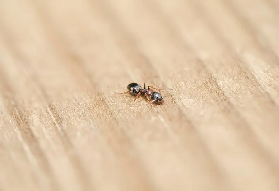 Detailed macro photograph of a single ant exploring a wooden surface.
