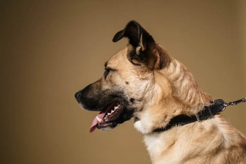 Side view of a brown dog with tongue out, wearing a collar on a plain background.