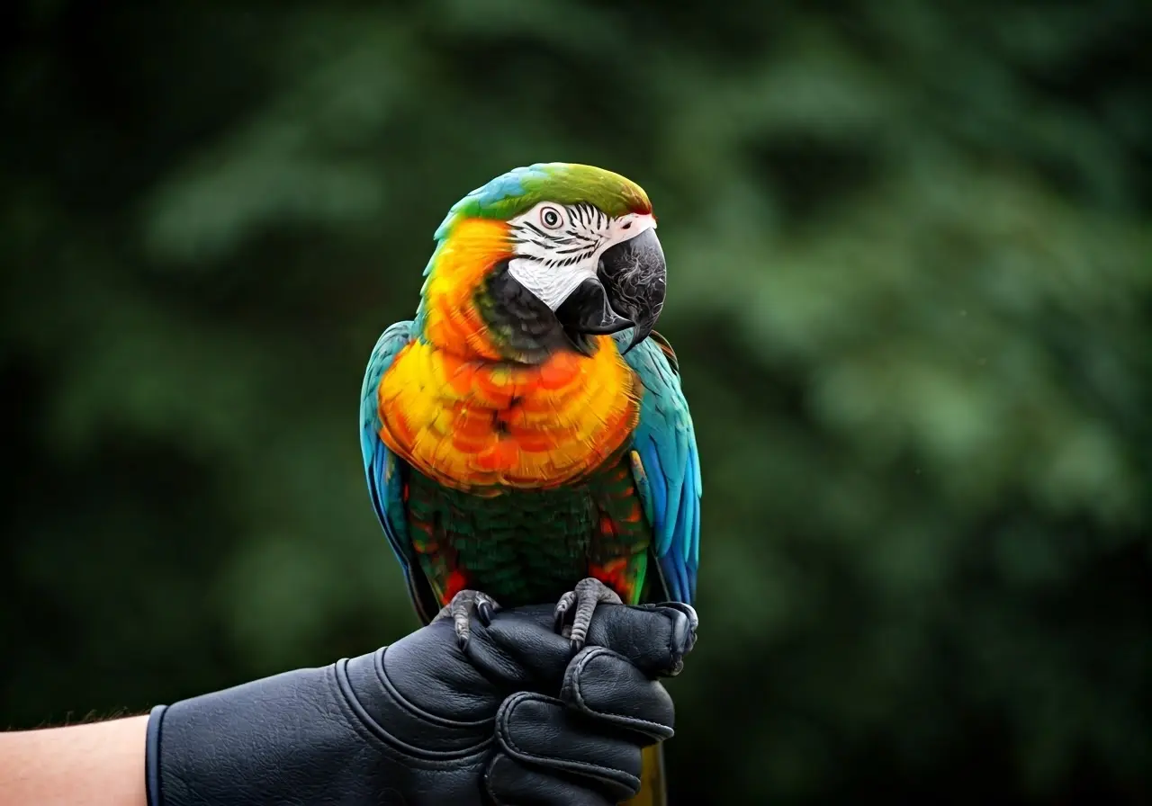 A colorful parrot perched on a performer’s gloved hand. 35mm stock photo