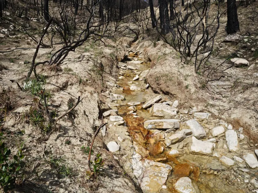 A dry stream in a burnt forest landscape, showing signs of fire damage and recovery.