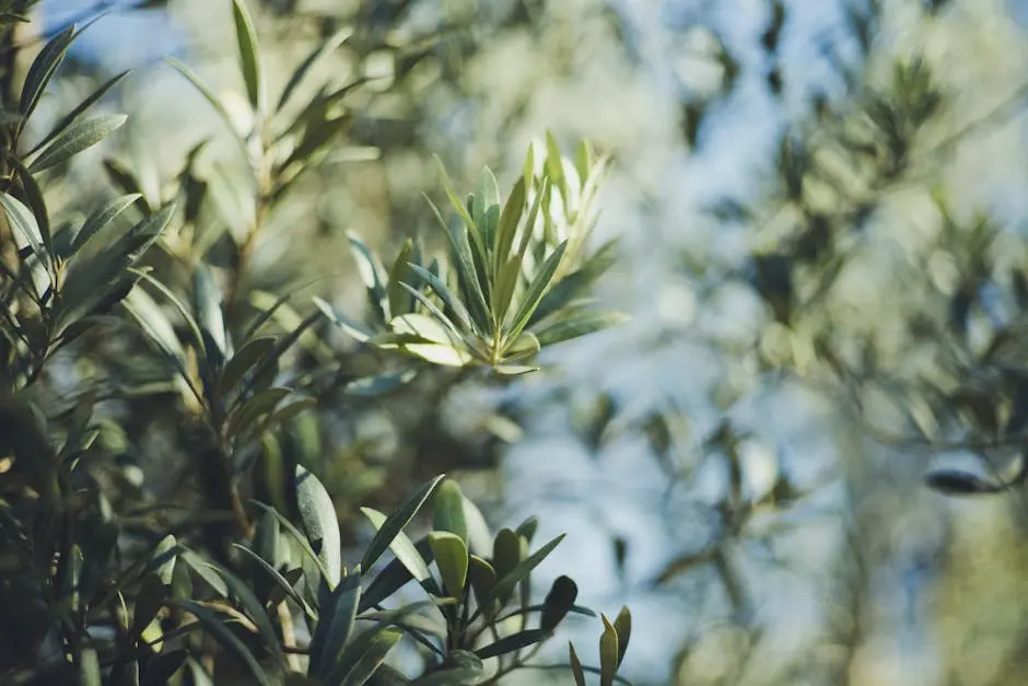 Macro shot of olive tree branches, highlighting lush green leaves and natural sunlight.